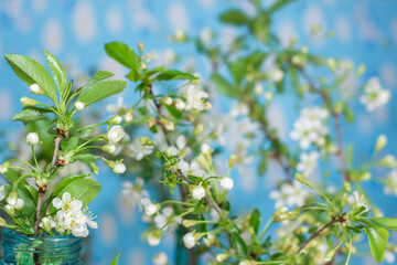 bouquet of delicate white cherry blossoms in a glass jar with water in home interior. Cherry blossom tree branch