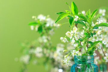 bouquet of delicate white cherry blossoms in a glass jar with water in home interior. Cherry blossom tree branch