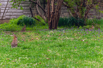 rabbits in the garden