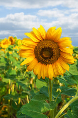 Fototapeta premium Sunflower flower on a background of the sky.