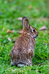 rabbit in the grass