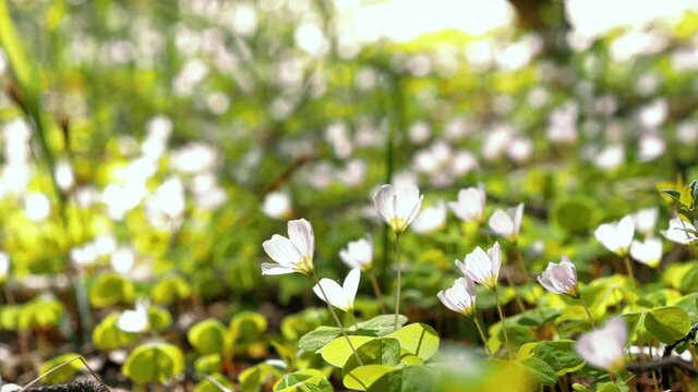 Wood-sorrel flowers in boreal mesic mesotrophic gerb-rich forest