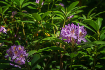 Rhododendron ponticum, an evergreen shrub with fresh purple blossom, grows in the shadows of the trees.