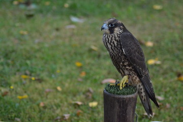 Alcón, Ave rapaz en exhibición de cetrería