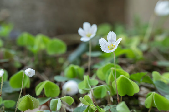 Closeup of a sourgrass flower, Oxalis, on natural forest floor.
