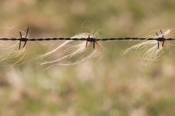 Fell von Rindern an einem Stacheldraht 