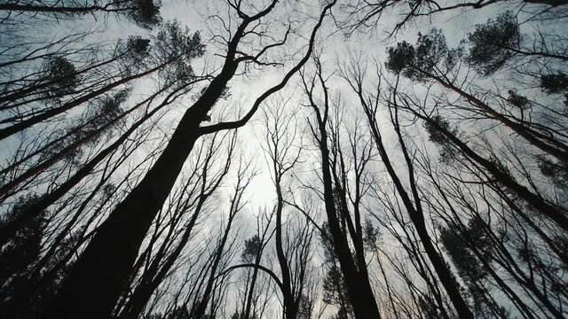 dark gloomy forest and treetops. Movement between trees in a dark forest top view.