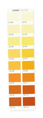 Urine colors. Color stripe with index from clear urine to yellow and orange and even darker. Indicator of the level of dehydration. Vector illustration on white.
