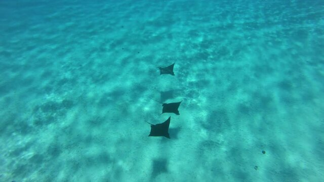 French Polynesia Eagle Rays underwater video from coral reef lagoon, Pacific Ocean. Marine life, fish, eagle ray, and sharks from snorkeling and diving travel vacation cruise ship adventure in Tahiti