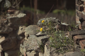 żółte  kwiaty  zakwitły  na  kamiennym  murze  wśród  ruin  budynków   - 430018402