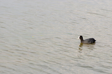 Black and white coot duck swims in the water of a pond