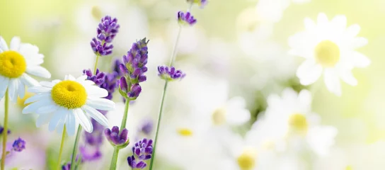 Schilderijen op glas Daisy and lavender flowers on a meadow in summer © Soho A studio