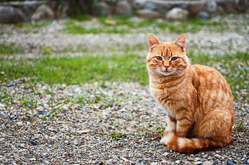 Funny little cat walking outdoors