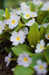 Small fragile primrose flowers bloom