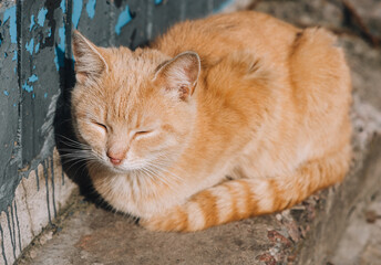 A beautiful, graceful, fluffy red-haired cat with a cute muzzle lies near the wall and rests with closed eyes.