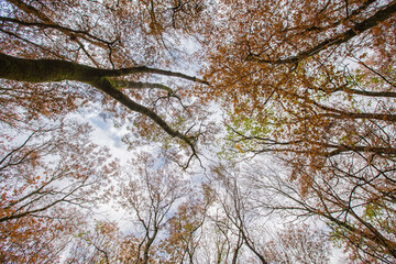 Autumn deciduous forest. City Park. Stavropol. Caucasus.