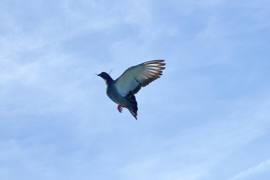 Taube - Pigeon