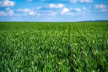 Fototapeta premium rich green young wheat in early spring