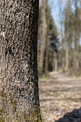 Fototapeta premium Path behind the tree.