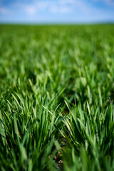 rich green young wheat in early spring