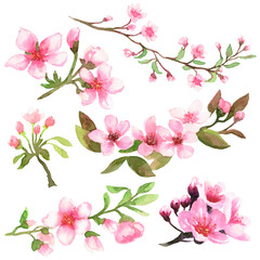 Set cherry blossoms on a branch. The image is hand-drawn and isolated on a white background.