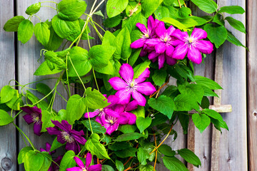 Beautiful pink clematis blooms with green leaves. Bright colours pop from the weathered wooden fence in the background. - Powered by Adobe