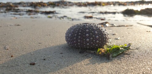 sea urchin on the sandy beach by the sea