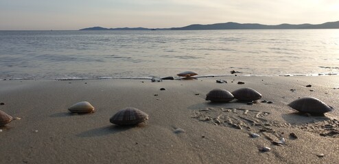 
sea urchin on the sandy beach by the sea