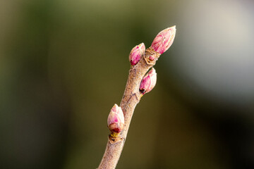 small tree branches in spring on neutral blur background