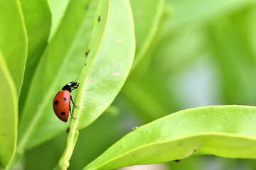 Natural pest control: Detail of a ladybug eating an aphid on a tree leaf