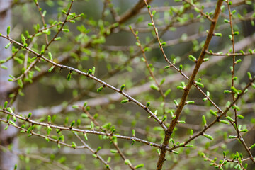 small tree branches in spring on neutral blur background