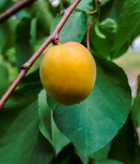 Ripe apricot hanging on a tree branch surrounded by green leaves