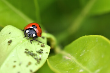 Natural pest control: Detail of a ladybug eating an aphid on a tree leaf