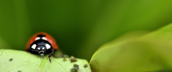 Natural pest control: Detail of a ladybug eating an aphid on a tree leaf