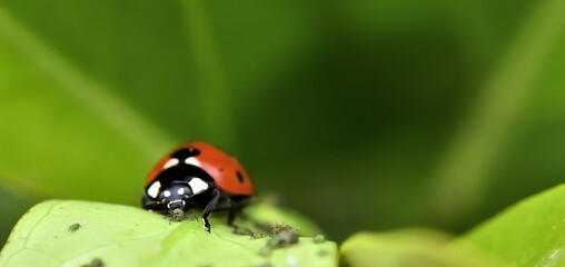 Natural pest control: Detail of a ladybug eating an aphid on a tree leaf