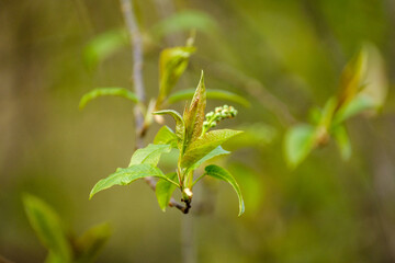 small tree branches in spring on neutral blur background