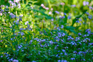 green summer meadow abstract texture with flowers