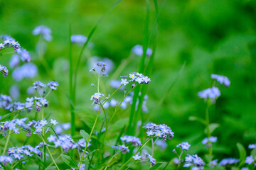 green summer meadow abstract texture with flowers