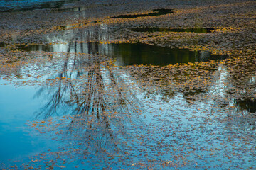 Silhouette, tree, reflection, water In the water there is a yellow flowering weed with a colorful belly against the blue water.