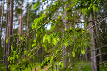 small tree branches in spring on neutral blur background