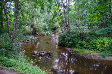 slow forest river in summer green woods with rocks in stream