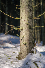 magical winter forest with trees under snow cover