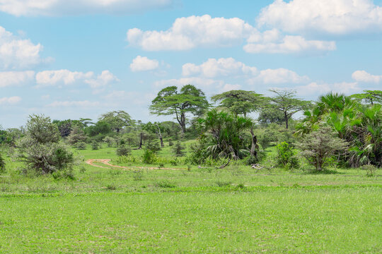 South Africa landscape with green grass on meadow, tropical bushes and trees and eath road at a sunny day in serengeti game reserve savanna with blue cloudy sky. Horizontal orientation image