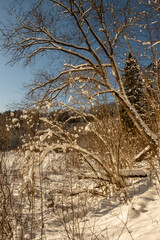 magical winter forest with trees under snow cover