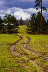 beautiful gravel road footpath in the spring forest