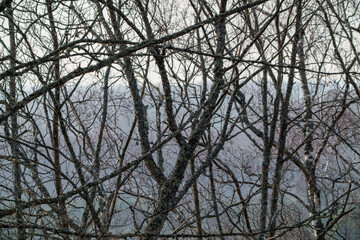 small tree branches in spring on neutral blur background