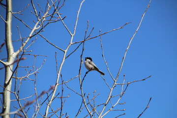 Chickadee In The Tree, Pylypow Wetlands, Edmonton, Alberta