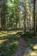 beautiful gravel road footpath in the spring forest