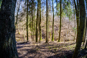 tree trunk textured background in spring forest
