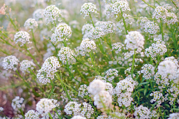 Alyssum flowers, lobularia maritima flowers. Flowers vintage background